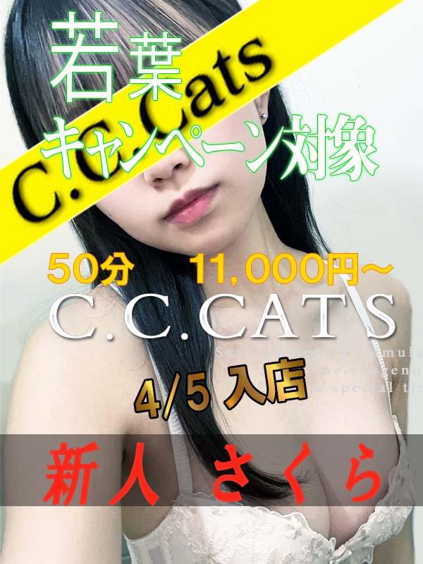 C.C.Cats：さくら
