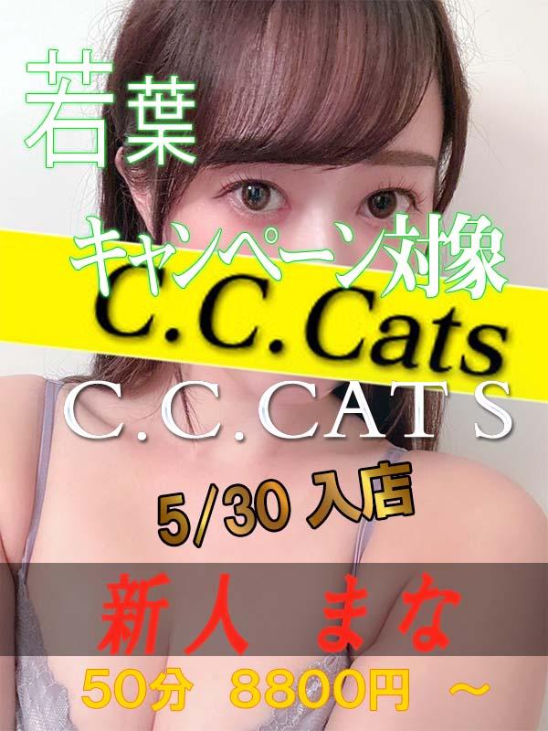 C.C.Cats：まな
