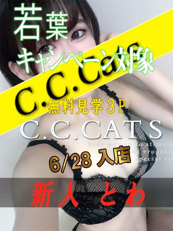 C.C.Cats：とわ