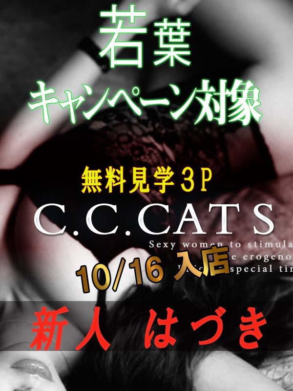 C.C.Cats：はづき